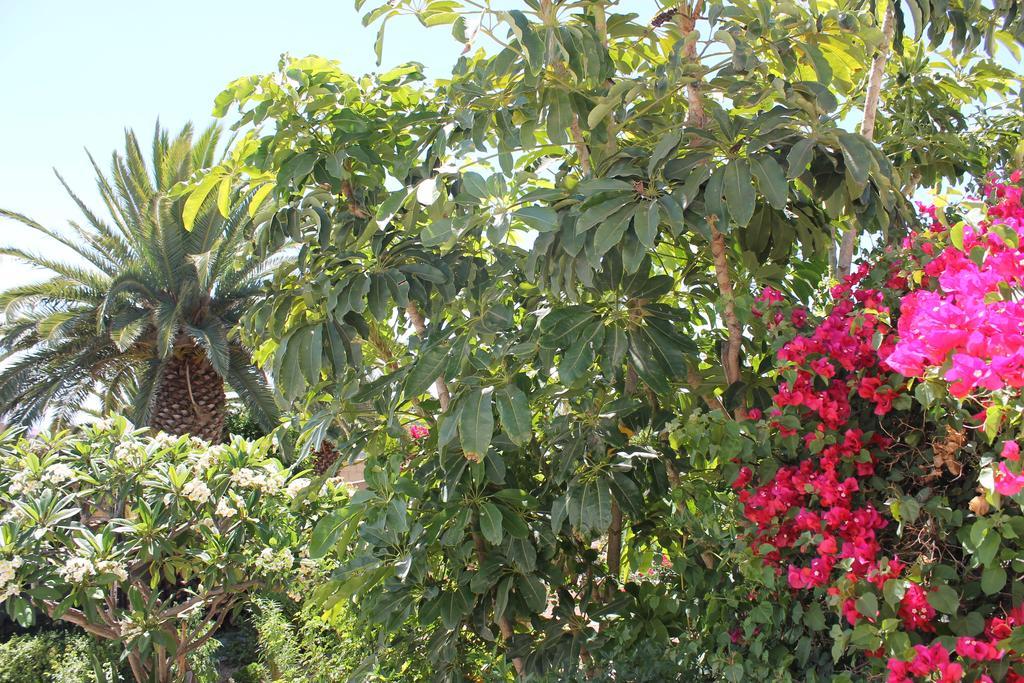 Casa Rural Anton Piche With Pool-Adults Only Granadilla De Abona Exterior foto